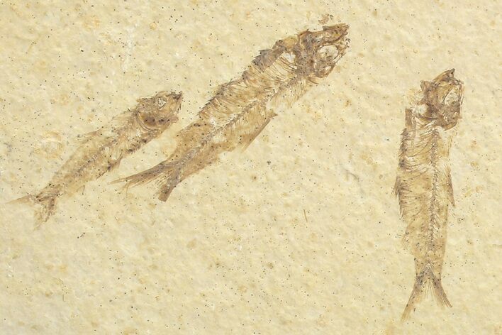 Multiple () Small Knightia Fossil Fish - Wyoming #77143